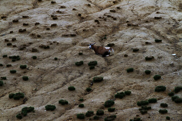Goat crouched in the middle of a barren and clayey field.