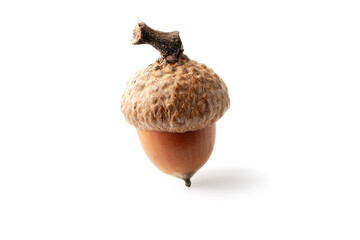 Oak acorn isolated on white background. Clipping Path