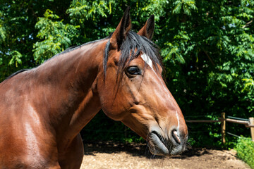 Fototapeta premium Pferde auf einer Koppel, Portrait.