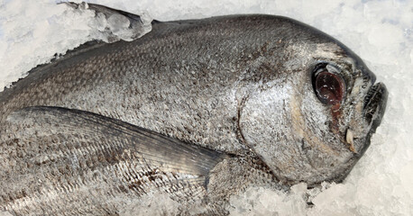 fresh fish with ice ready to cook