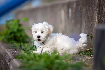 Little cute maltese puppy dog, playing in the park