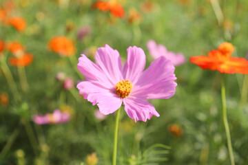 コスモス ピンク 