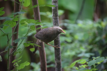 Adopt the pace of  nature. Her secret is patience 