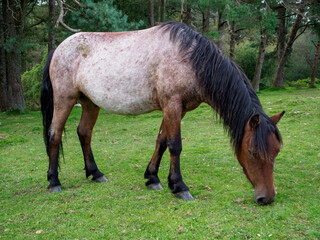 Dartmoor pony grazing by pine trees.