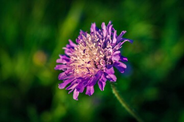 purple flower