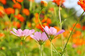 コスモス フラワー 