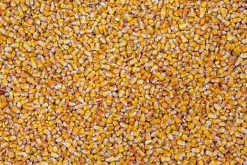 Corn Kernels Background