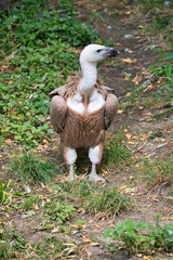 Gänsegeier