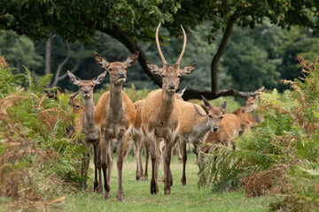 A young male red deer and several female deer