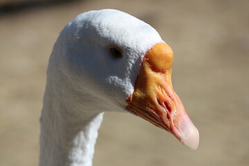 The head of a white goose with blue eyes and an orange beak close-up in profile. Portrait of a white goose in the sunlight. White goose on a summer sunny day against a background of sand.