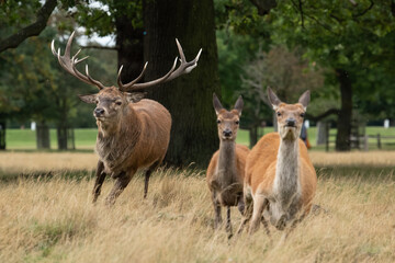 Fototapeta premium Large reg stag chasing two female deer