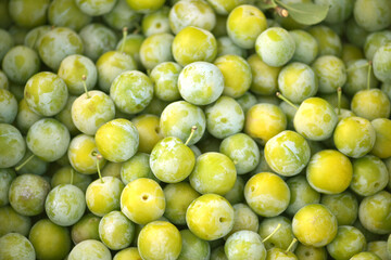 Yellow plum fruits. Food photo. Harvesting the yellow plum. Orchard. Healthy life. Agriculture. Background image. Vegetarian food. 