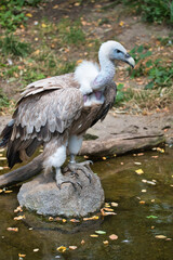 Gänsegeier
