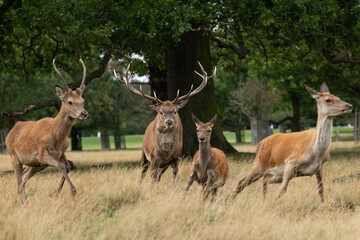 Large reg stag chasing young stag