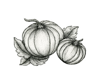 autumn pumpkin line art drawing isolated on white, vintage fall design with black and white pumpkins, thanksgiving botanical illustration