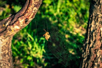 spider web in the morning