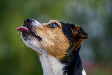 Dansk-Svensk Gårdshund Hunge