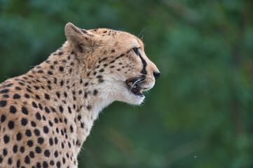 Gepard