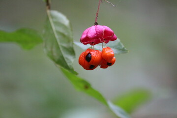 Euonymus verrucosus with bright orange-black-pink shiny berries against a green forest background. Wild berries.