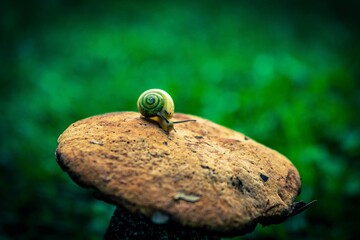 mushroom and snail