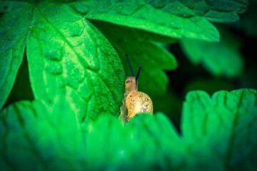 snail on a leaf