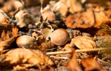 A group of hazelnuts lies on the ground under a tree.
Autumn leaves. Selective focus.