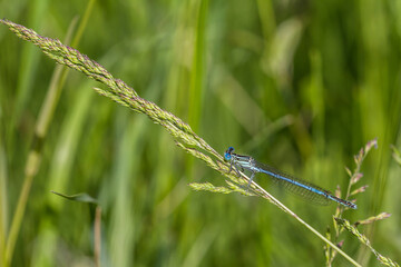 dragonfly on a green leaf