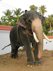 Fototapeta premium Proud elephant, Pooram, Kerala, India