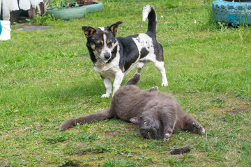 field mouse, cat and dog on the green grass