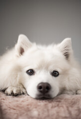 A white Japanese Spitz looking at the camera