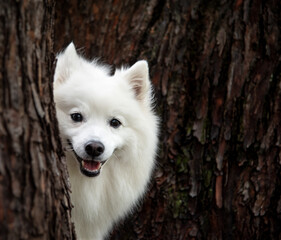 A white Japanese Spitz looking at the camera