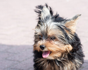 Portrait of a cute shaggy Yorkshire terrier puppy with protruding tongue, close-up, copy space