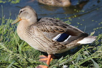 An adult beautiful duck with brown and blue feathers and a yellow beak stands on the shore of a lake or pond on a sunny summer day. Portrait of a cute duck.