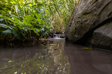 The shallow mountain  Jalaboun stream with crystal clear water and shores overgrown with trees and grass, flows in the Golan Heights in northern Israel