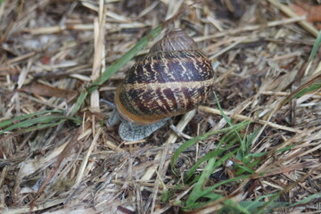 Caracol escondido en su concha y camuflado en el suelo con plantas secas que esta empezando a sacar las antenas