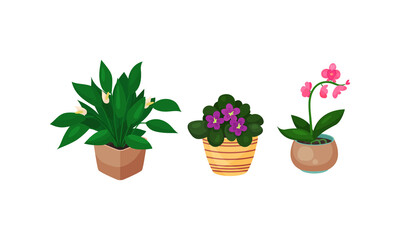House Plants Growing in Ceramic Flowerpots Vector Set