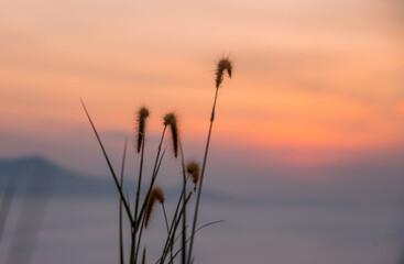 Naklejka premium Grass flowers on the cliff, the sunrise time, in the middle of the sea of ​​mist at Ayer Weng Viewpoint, Betong District, Yala Province, Thailand
