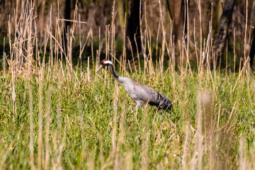 Żuraw zwyczajny Grus grus spaceruje w słonecznym lesie, zielona ostoja żurawia, ekosystem © PeterG