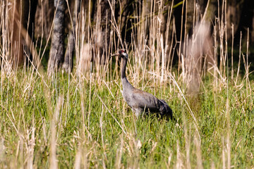 Żuraw zwyczajny Grus grus spaceruje w słonecznym lesie, zielona ostoja żurawia, ekosystem © PeterG