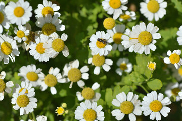 Chamomiles. White flowers and yellow center, natural background. On summer day, little daisies blossom in garden
