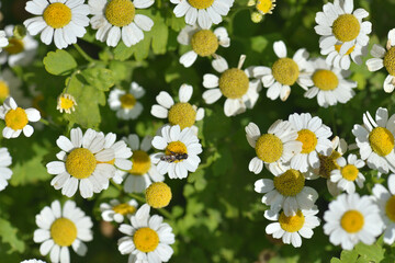 Chamomiles. White flowers and yellow center, natural background. On summer day, little daisies blossom in garden