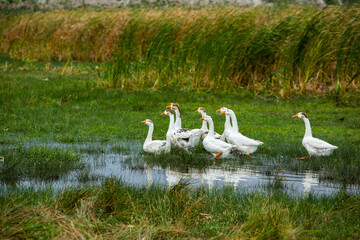 White goose. Swimming Geese. Domestic geese swim in the pond. Flock of geese on the river