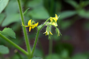 Yellow flowers of tomatoes over blurry background