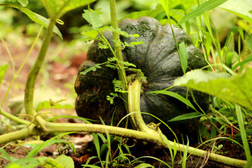 Home Grown Organic Pumpkin on vegetable garden. The green juicy ripening pumpkin on the kitchen garden