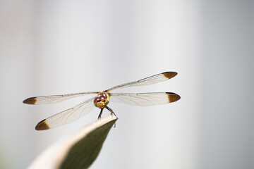 Closeup of a dragonfly perched against a blurred, natural light background. 