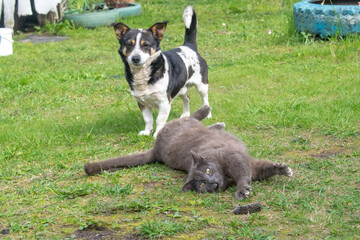 The cat is lying on the grass and playing with the mouse, and the dog is standing in the back