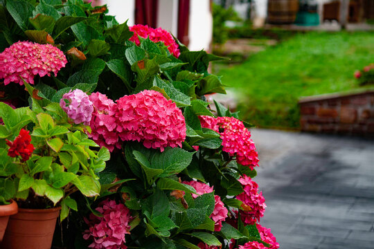 Hortensias en primer plano, con caserio al fondo