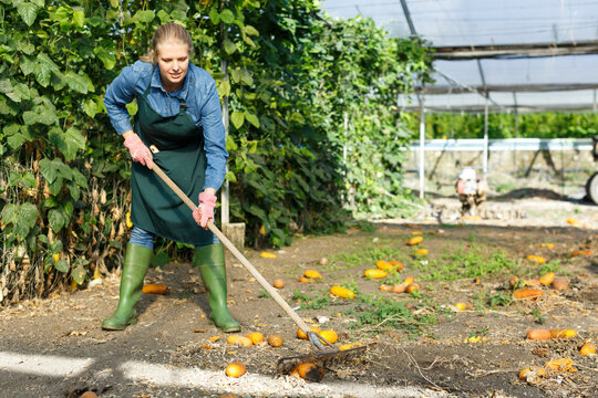 Young woman gardener with rake working near green seedlings in greenhouse