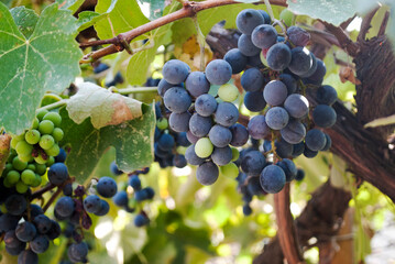 A bunch of red wine grapes on a bush. Grape plantations, cultivation for the production of wine, jam and juice.