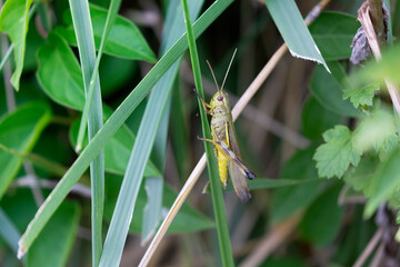 トノサマバッタ